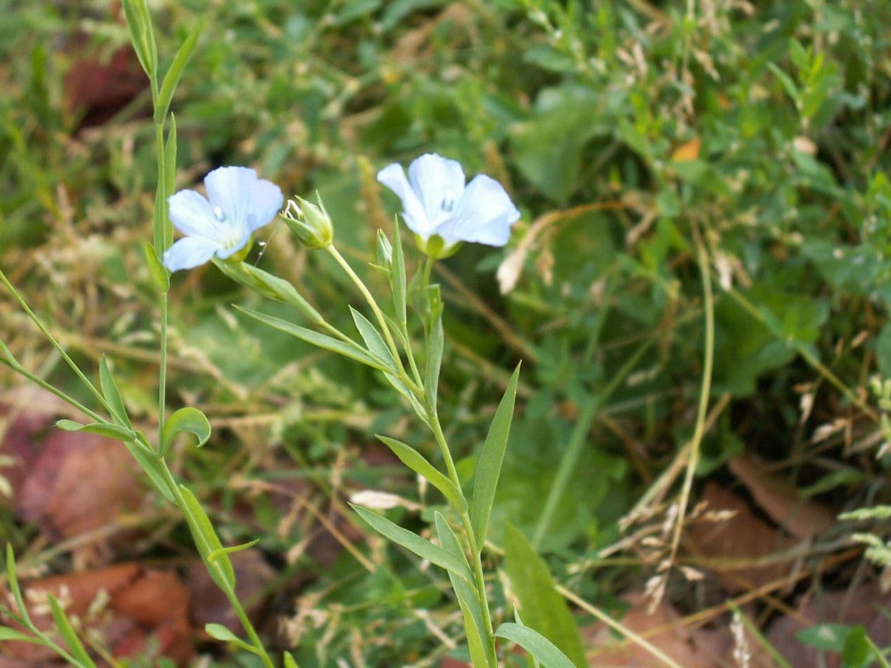 Linum leonii 6