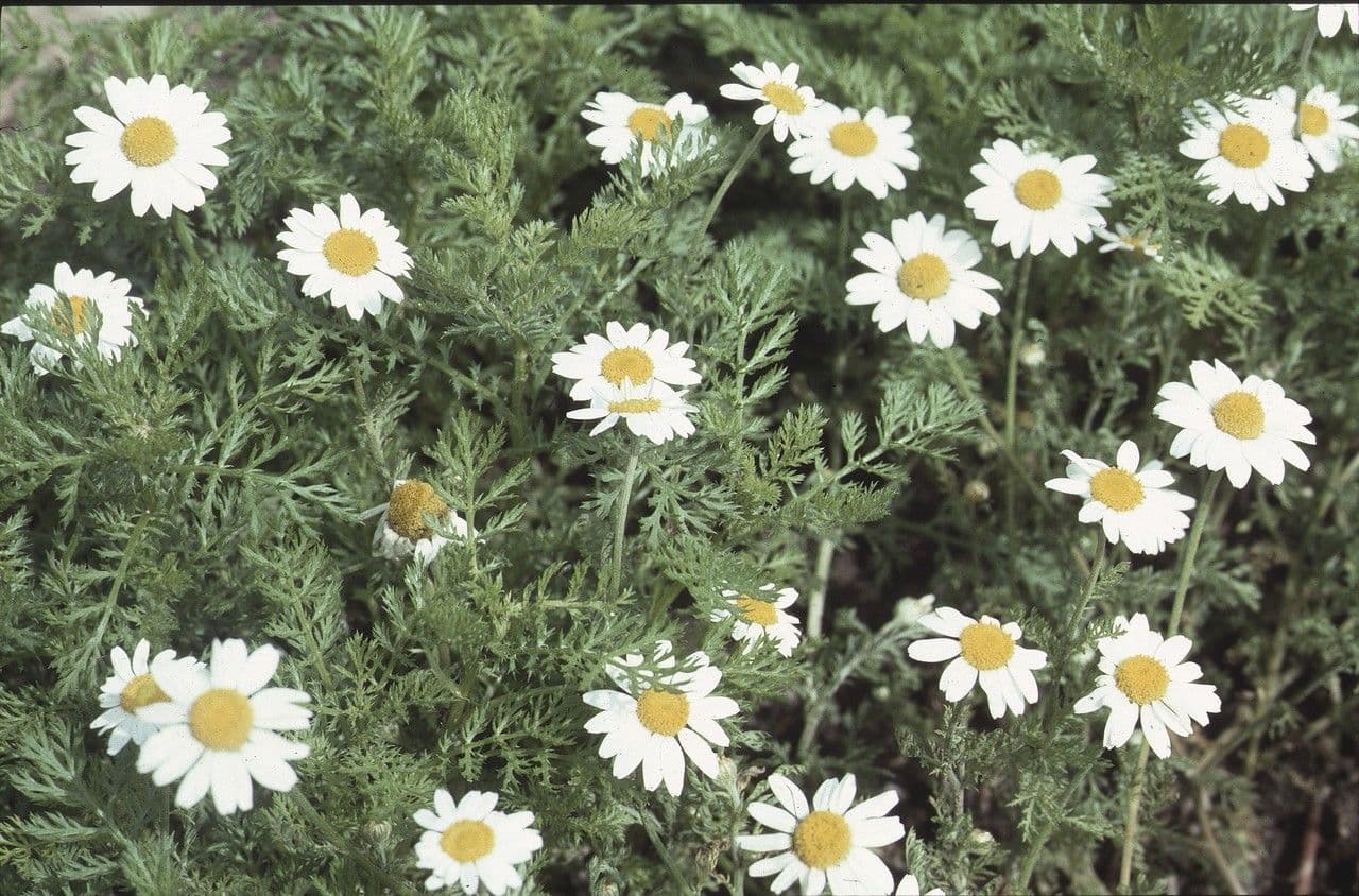 Camomilla marittima 15