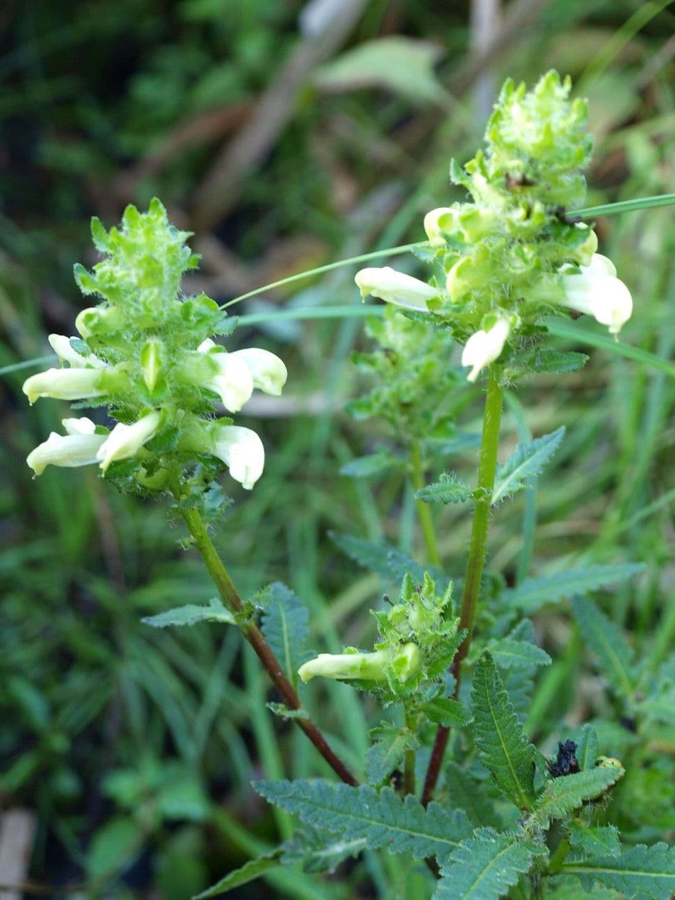 Pedicularis lanceolata 8