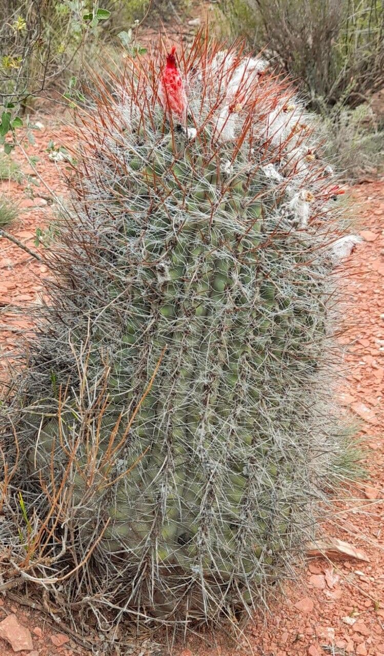 Denmoza 8