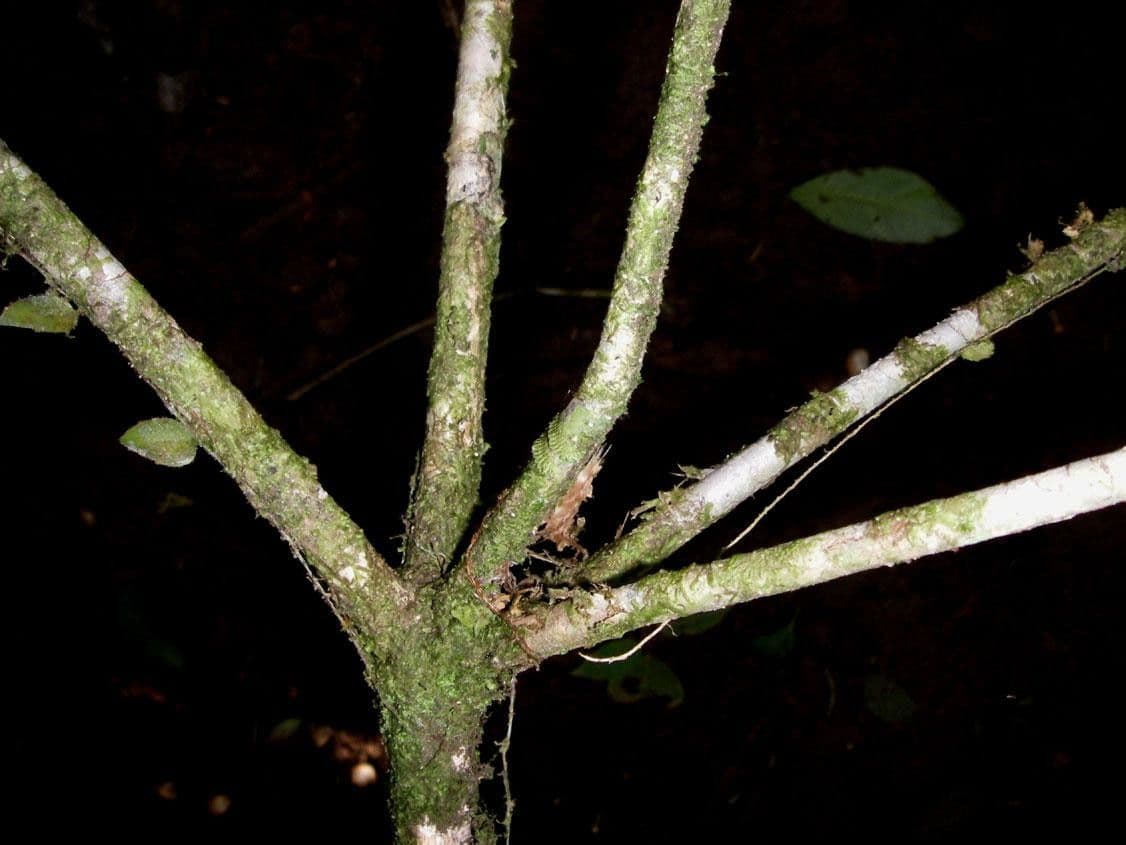 Dendropanax arboreus 20