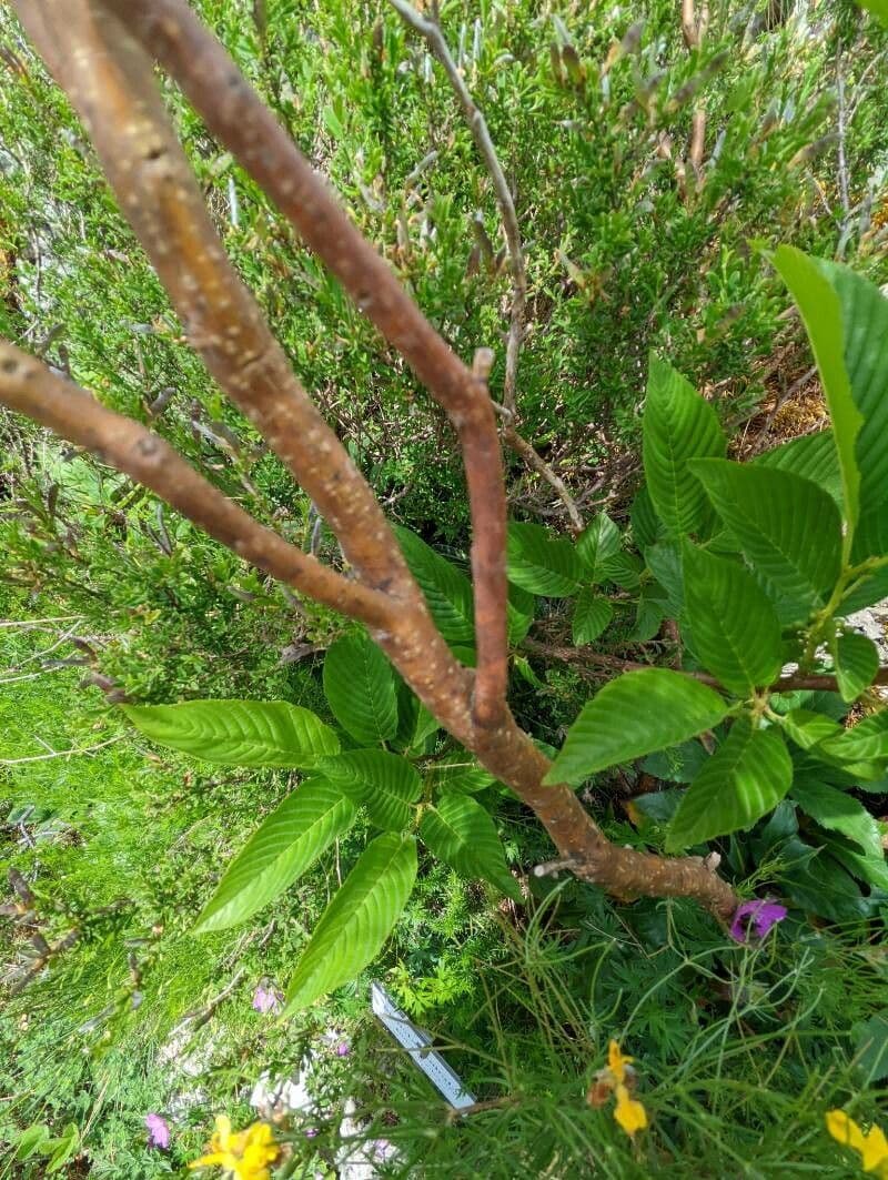 Ginestra radiata 23