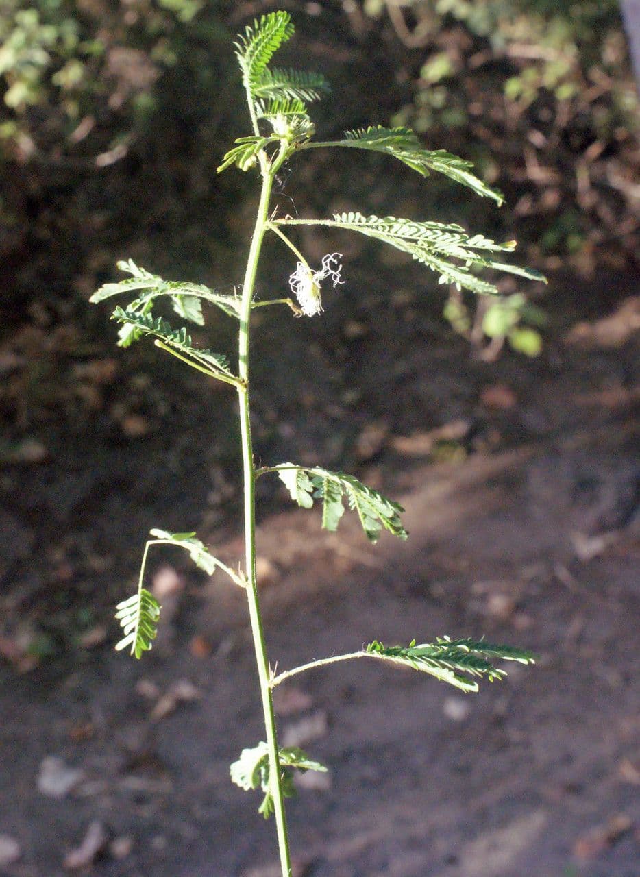 Bogen-Desmanthus 14
