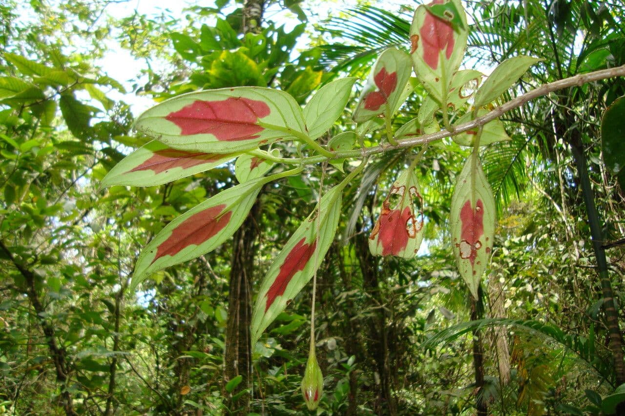 Nematanthus 4