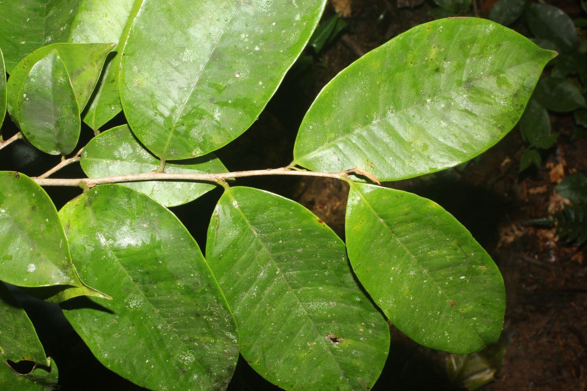 Chrysophyllum 12
