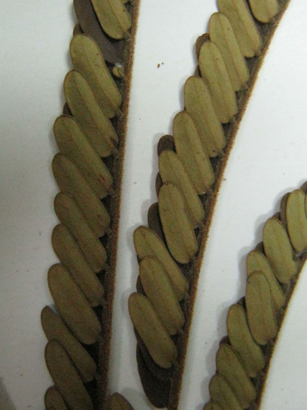 Stryphnodendron 5