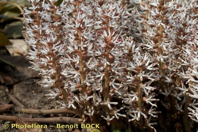 Pachysandra procumbens 5