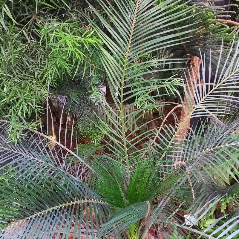 Macrozamia 9