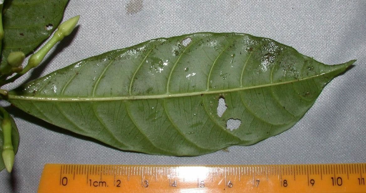 Mandelblättrige Tabernaemontana 20