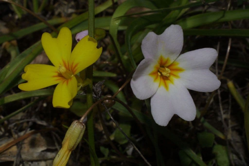 Styloide Glockenblume 4