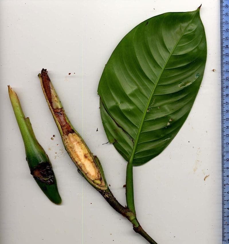 Philodendron 12
