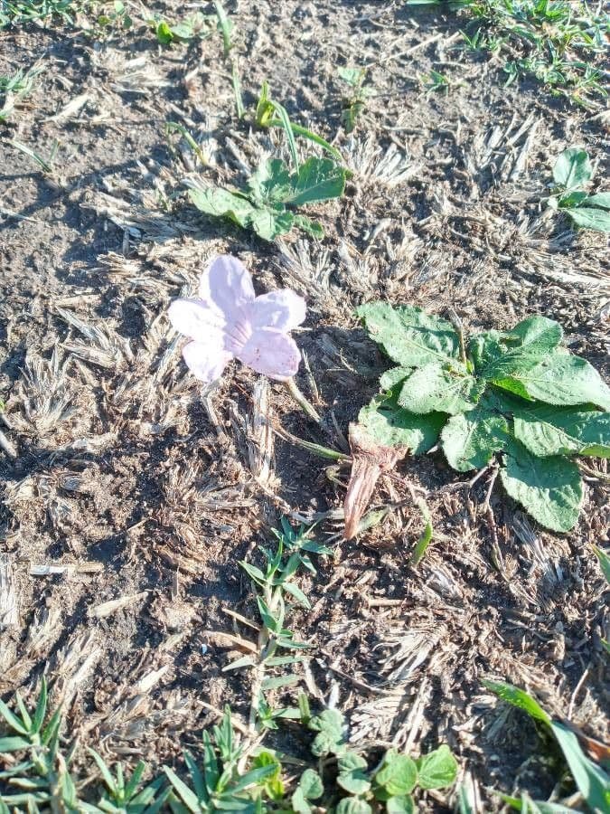 Ruellia 15