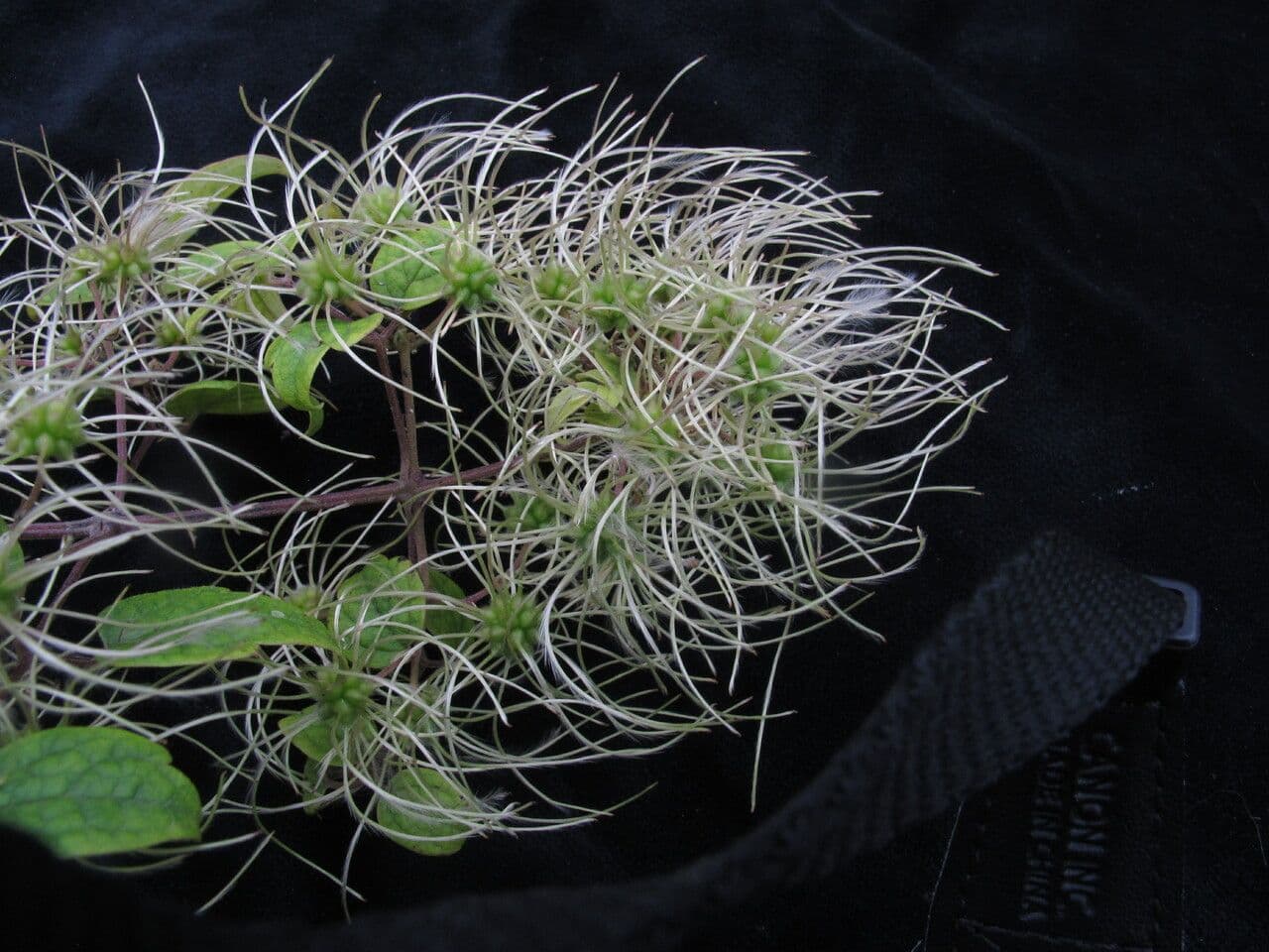 Clematide profumata