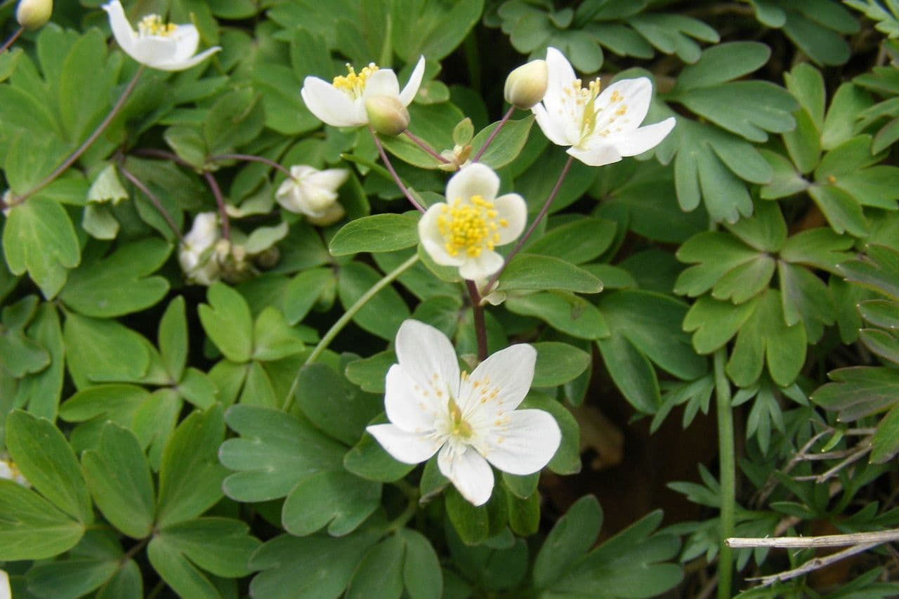 Glockenblume 24