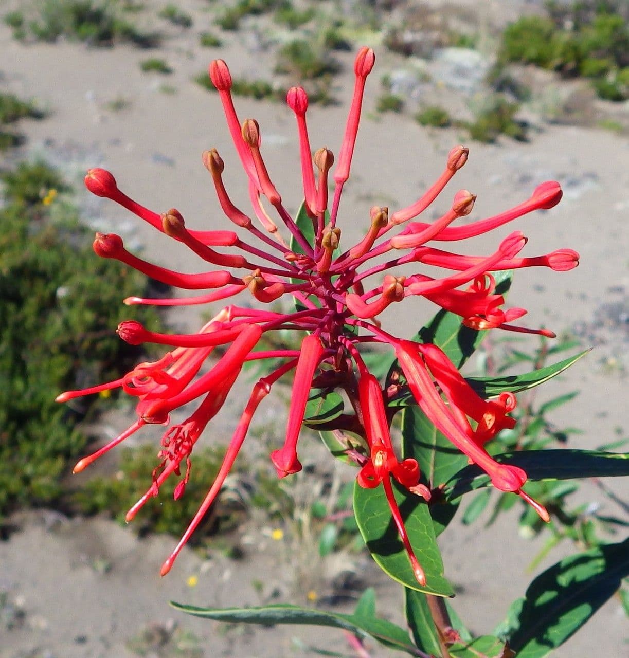 Embothrium 7