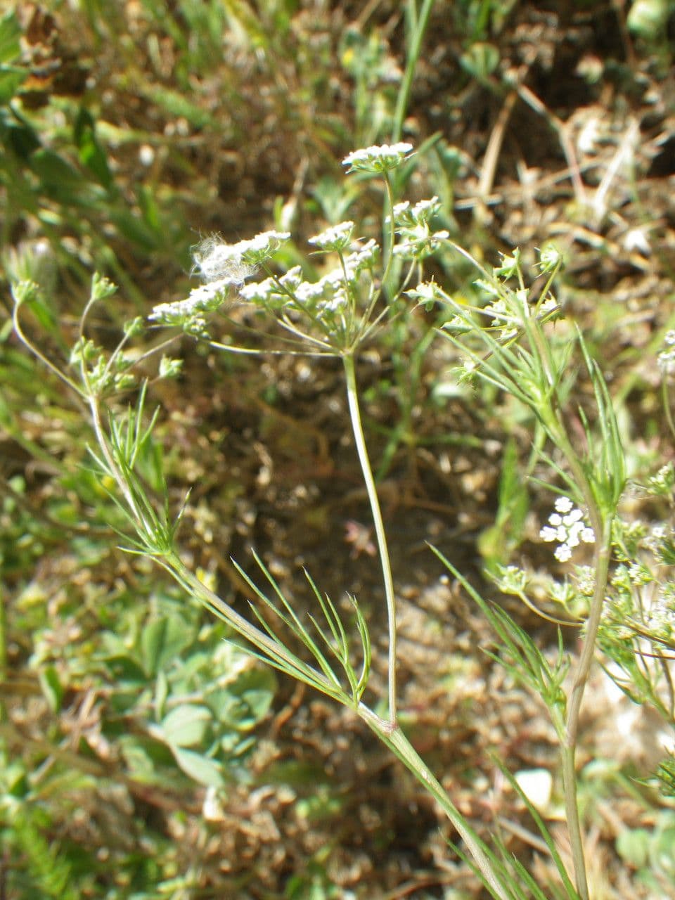 Ammoides pusilla 7