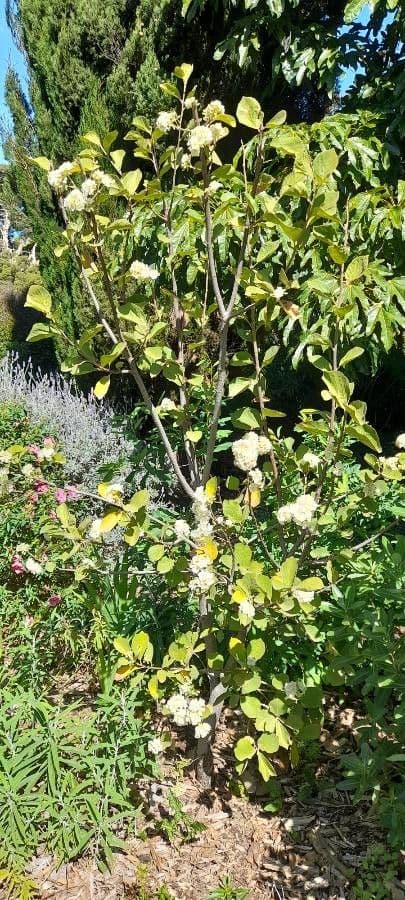 Rundblättrige Dombeya 12