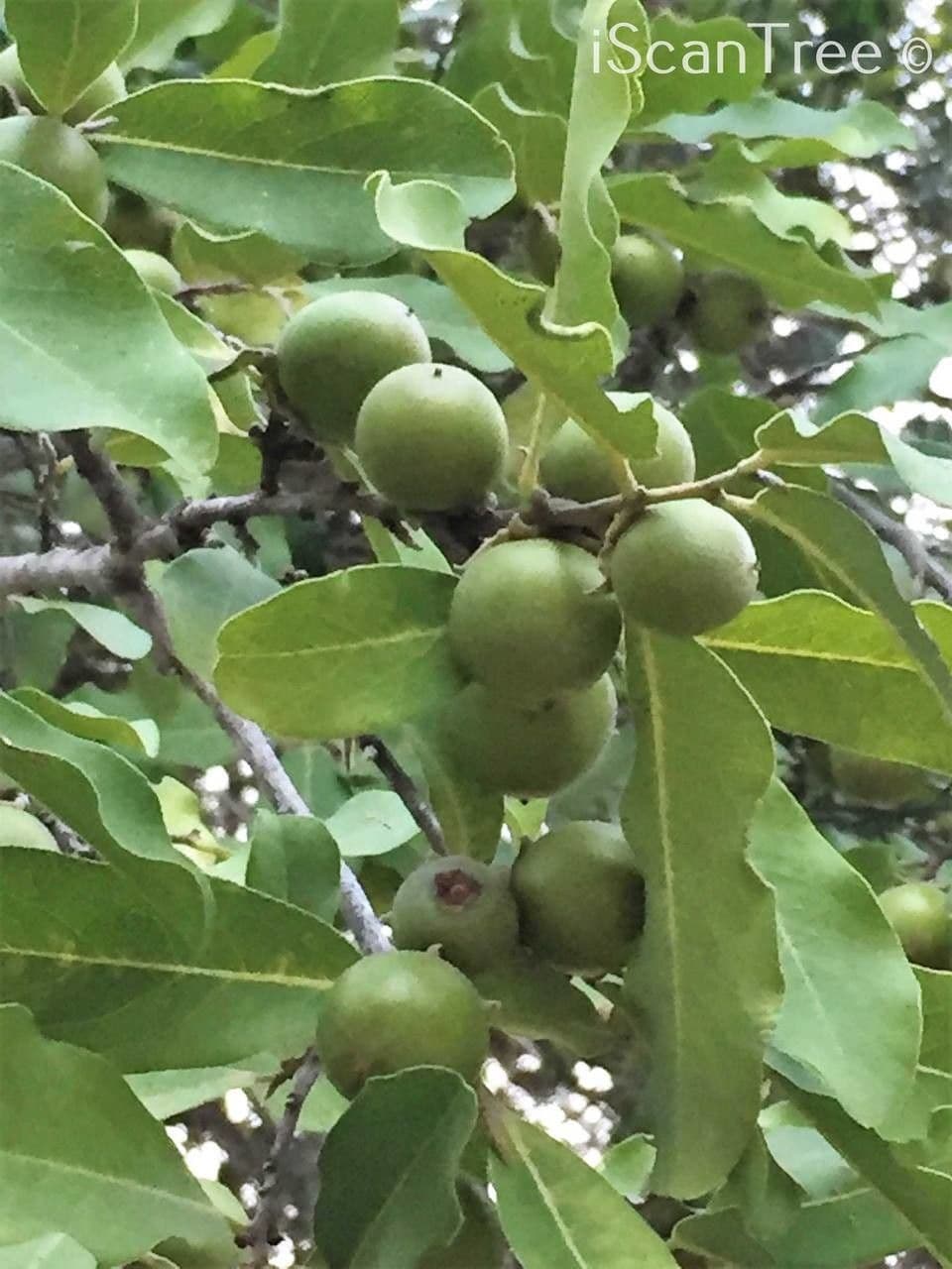 Eben mespiliformis 4