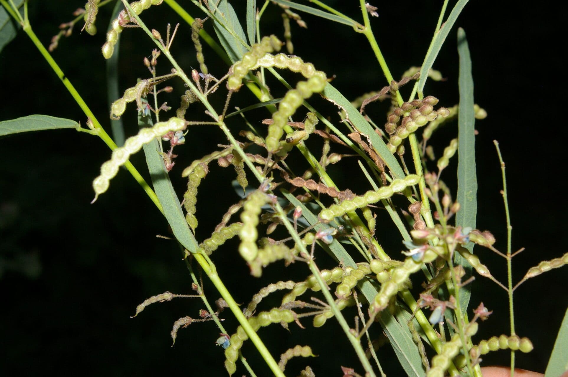 Desmodium 2