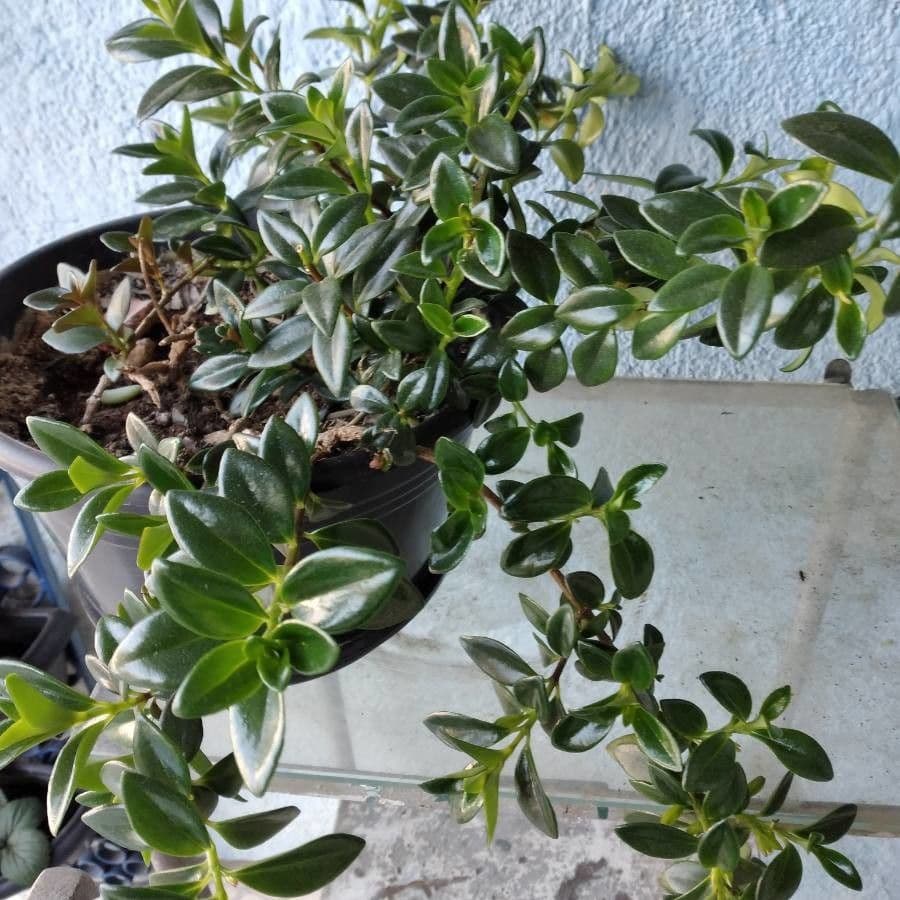 Nematanthus 10