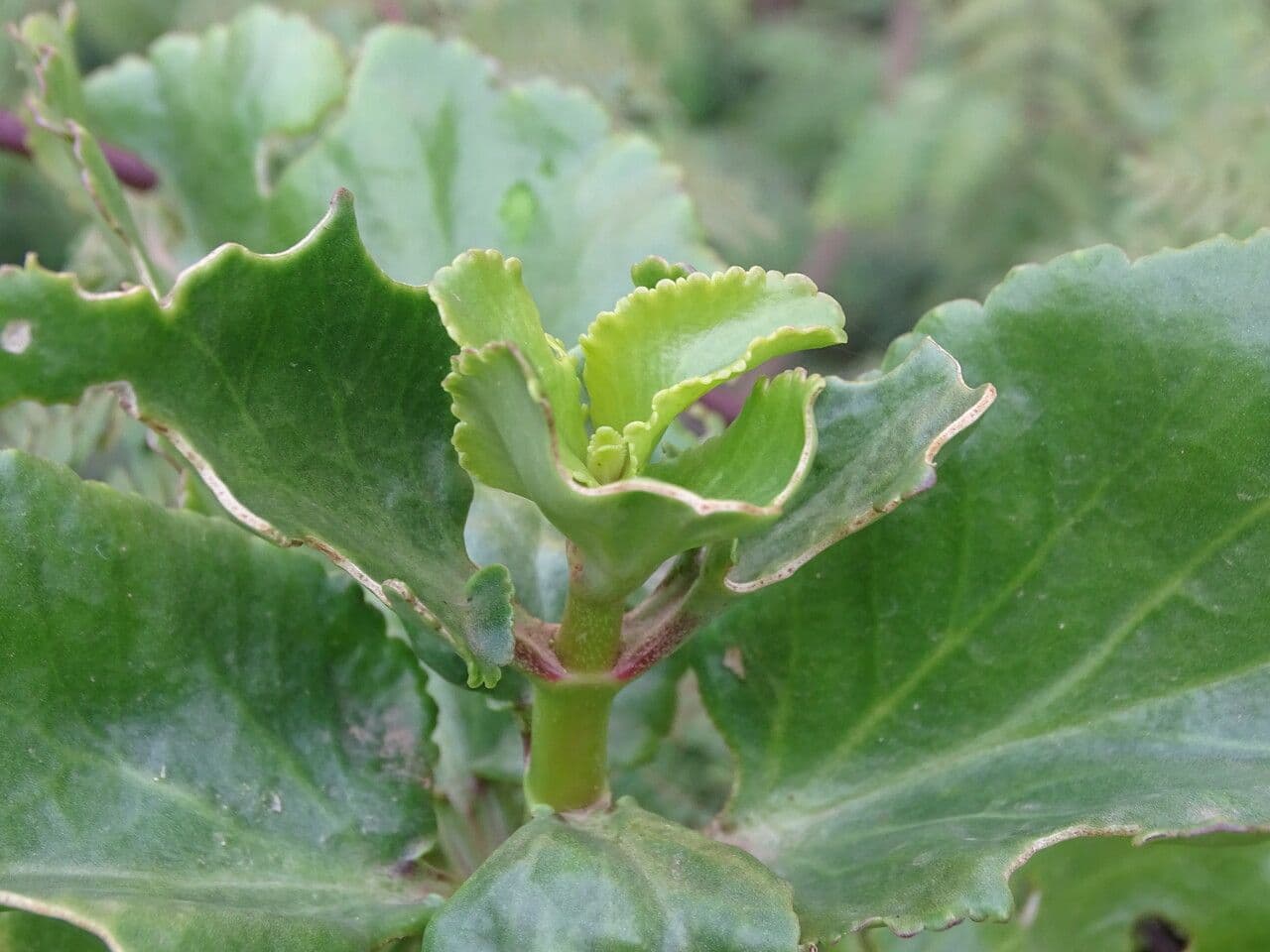 Kalanchoe densiflora 14