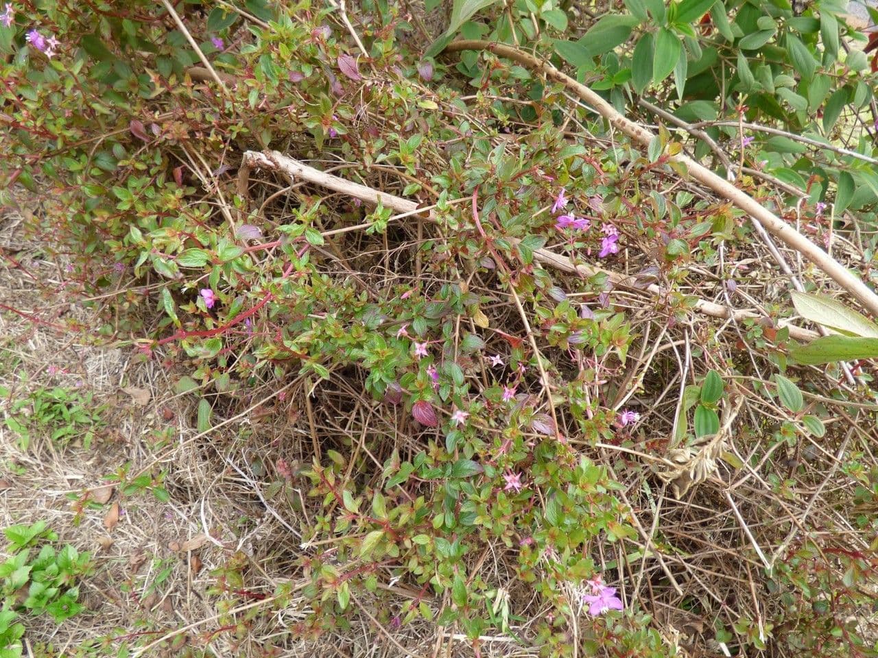 Centradenia 12