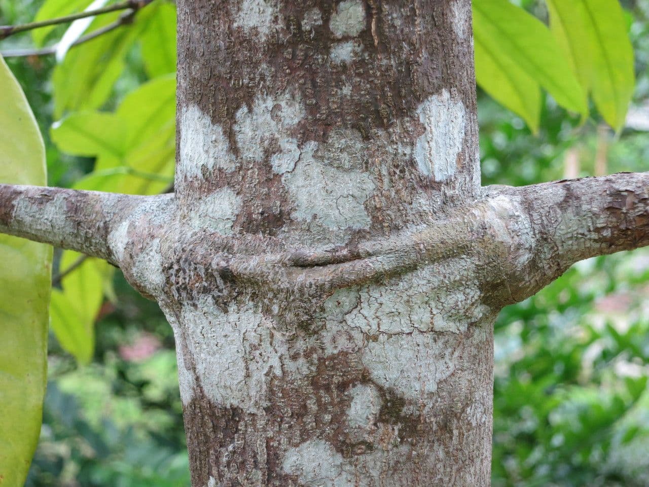 Gnetum gnemon 20