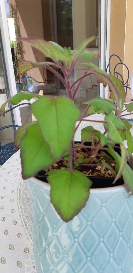 Salvia patens 6