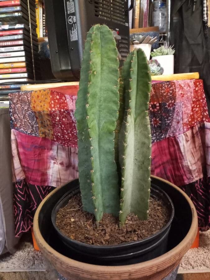 Cactus 20