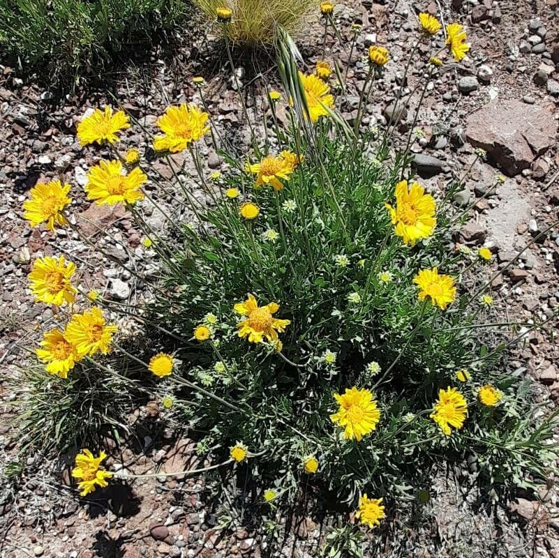 Gaillardia cabrerae 6