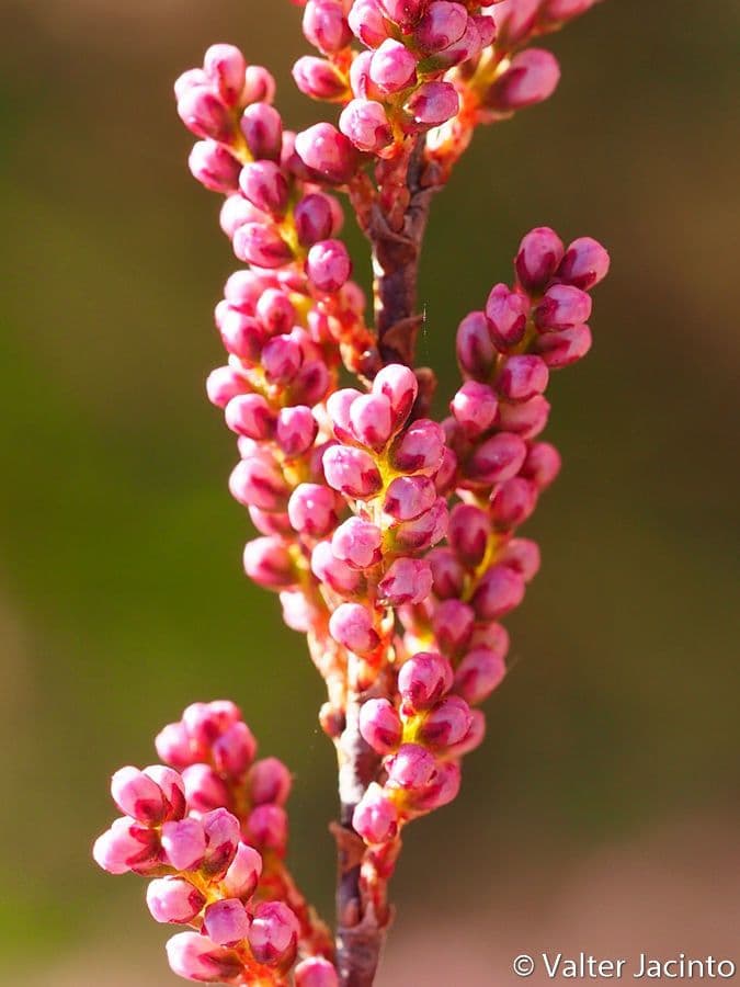 Tamarix parviflora 5