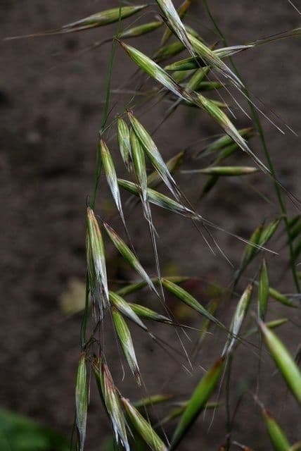 Avena strigosa 2