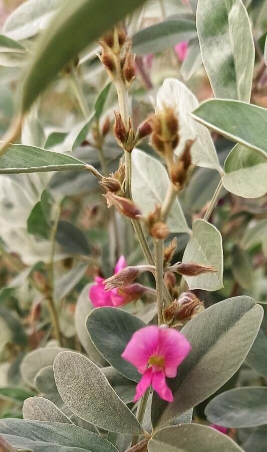 Persischer Tephrosia