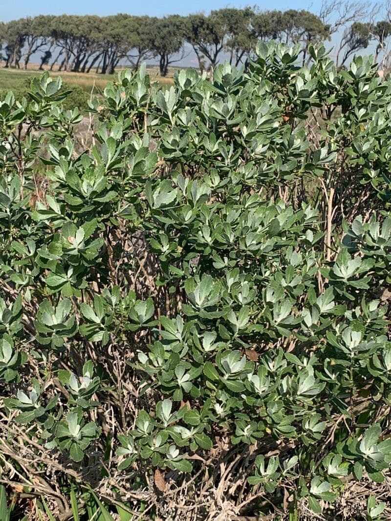 Senecione