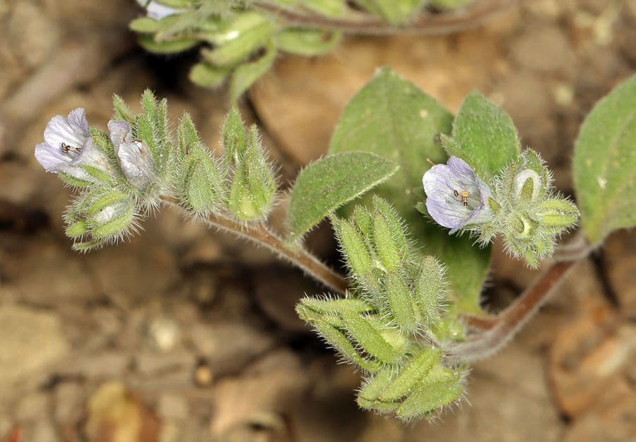 Phacelia 9