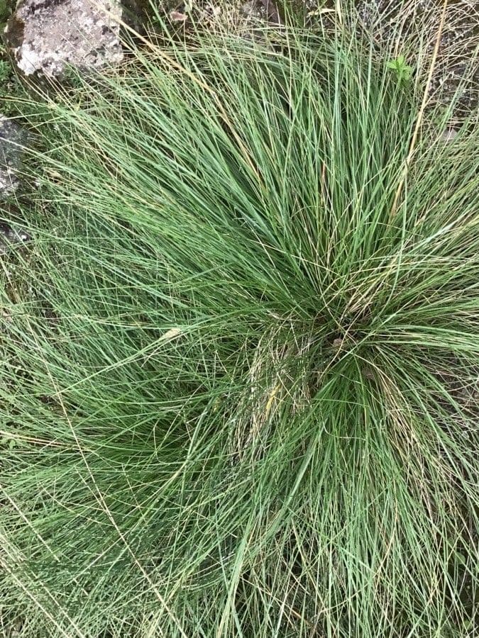 Vousovka kantabríjska 2