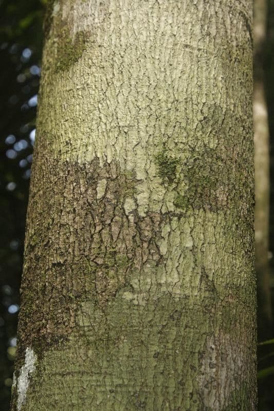 Pouteria 3