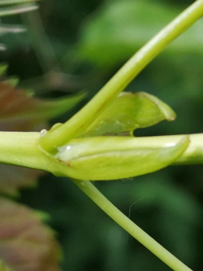 Dendrobium 13