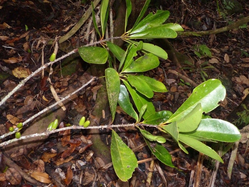 Vieillards Balanops 4