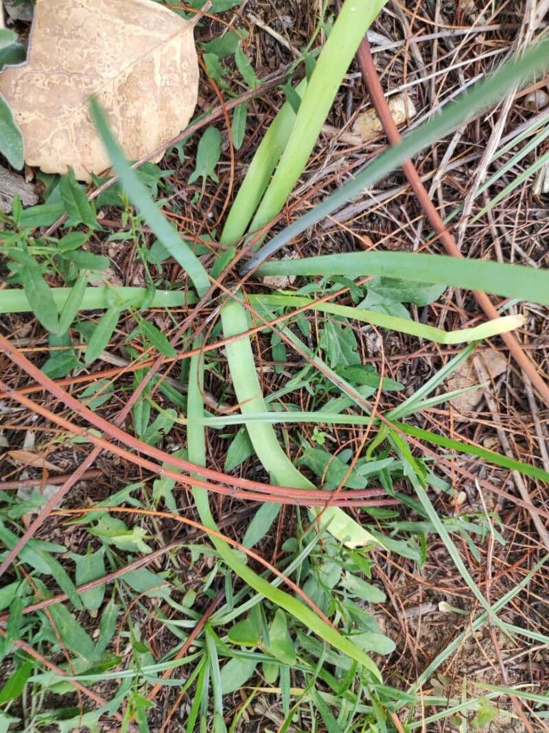 Nothoscordum 18