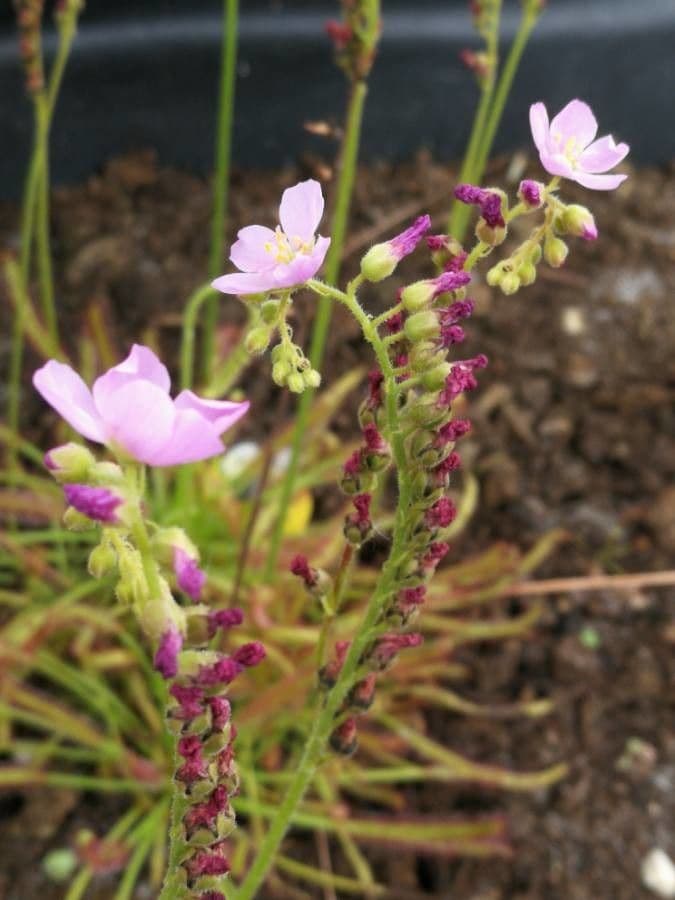 Threadleaf sundew 2