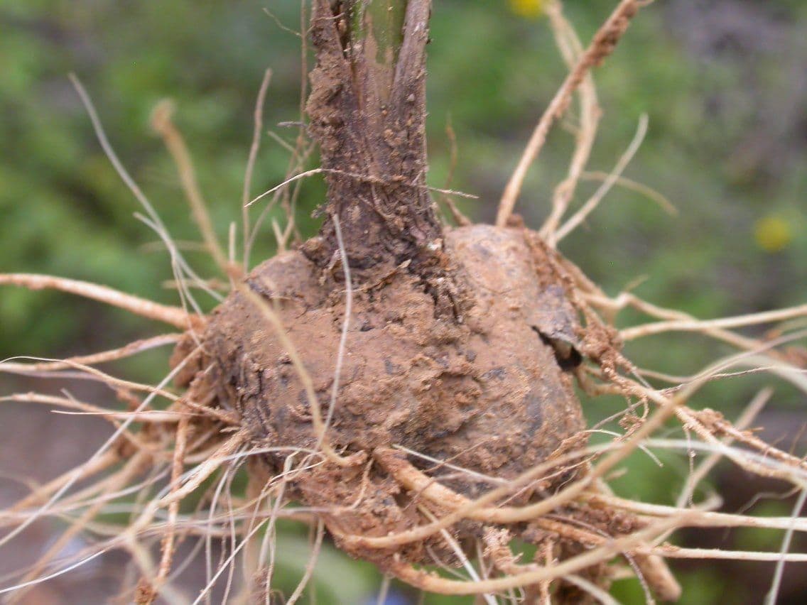 Liatris aspra 21