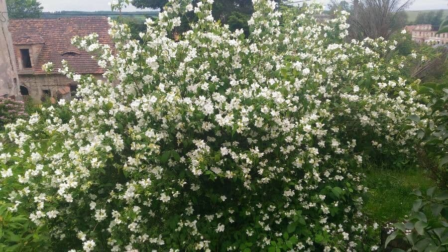 Großblütiger Jasmin 29