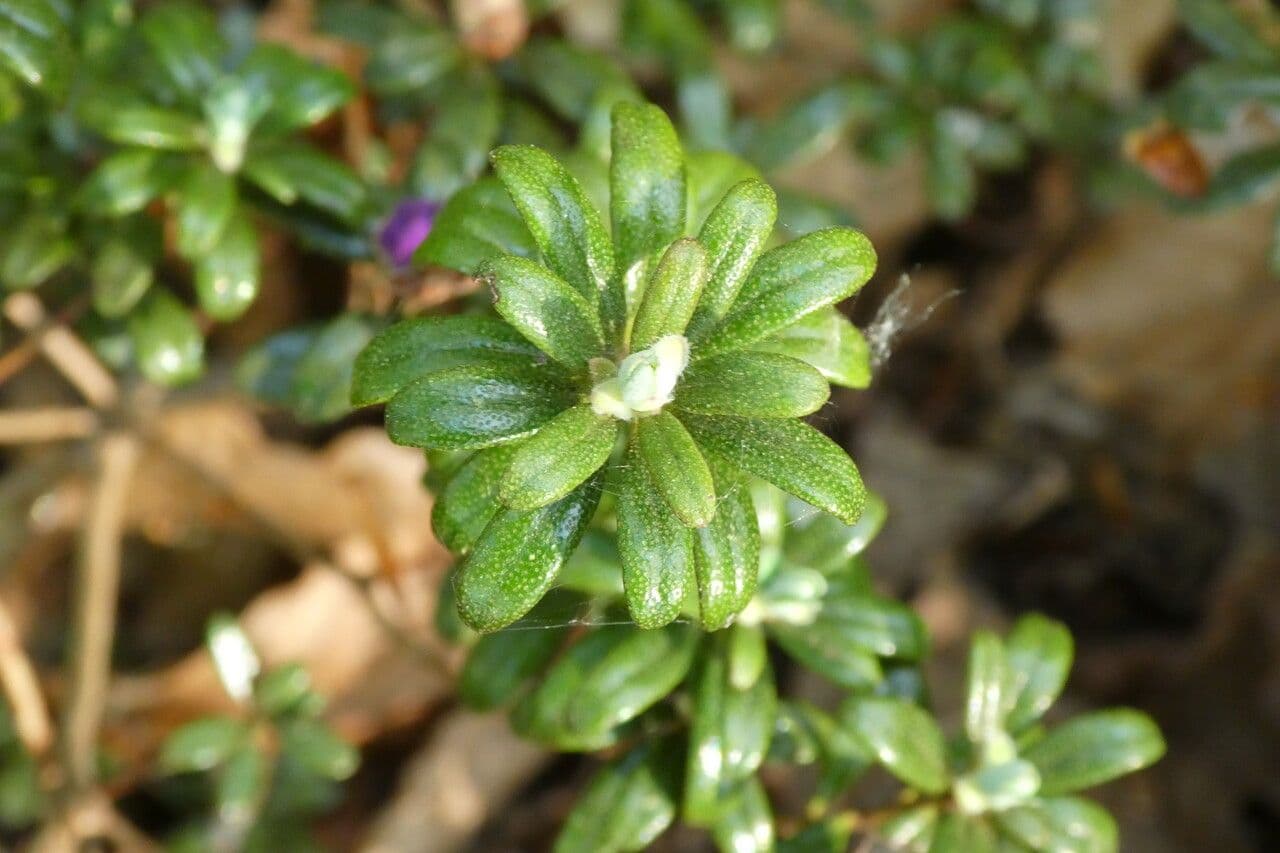Rododendro 10