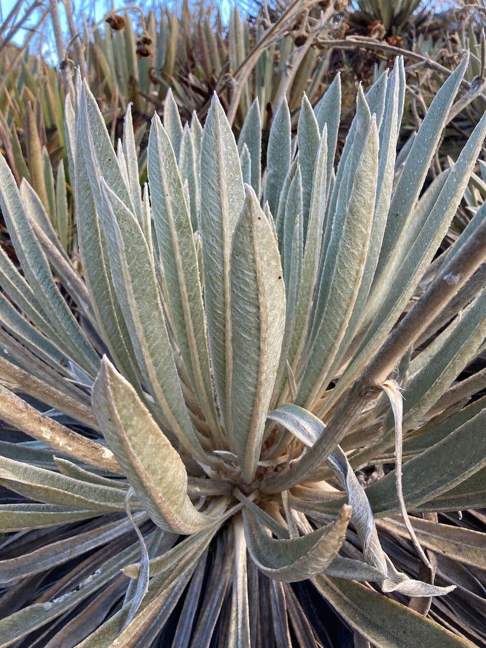 Espeletiopsis 18