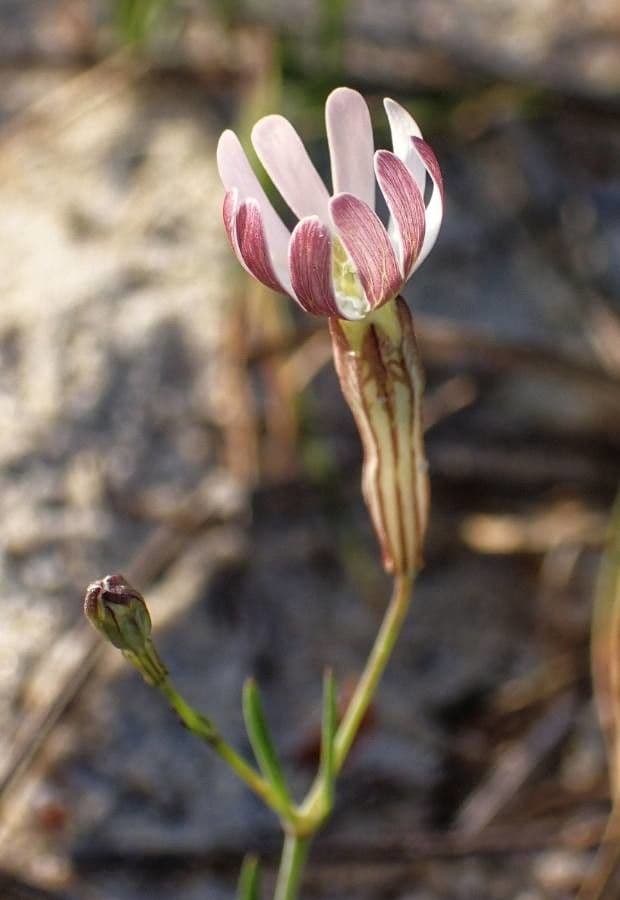 Silene portensis 6