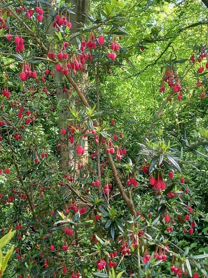 Crinodendron 5