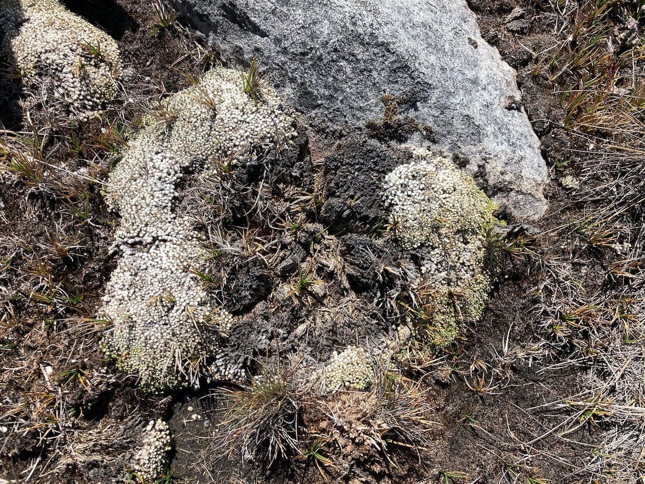 Paepalanthus 6