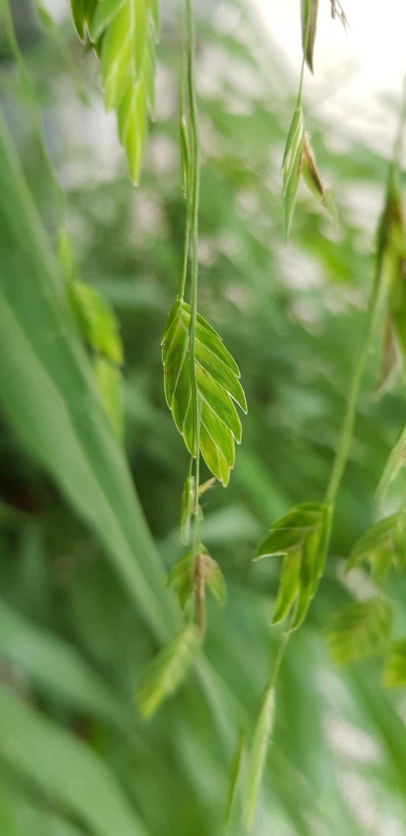 Chasmanthium latifolium 6