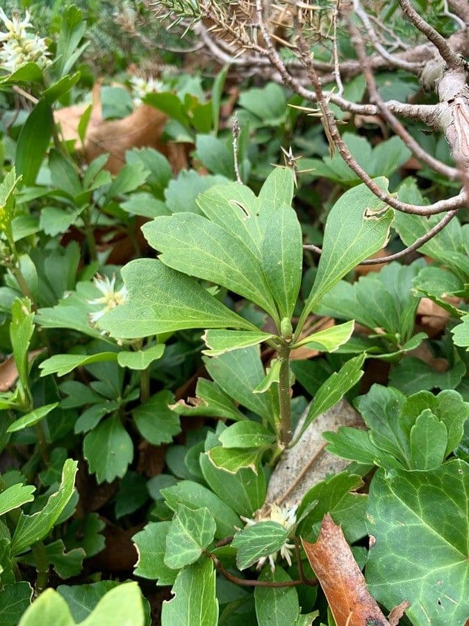 Pachysandra terminale 21